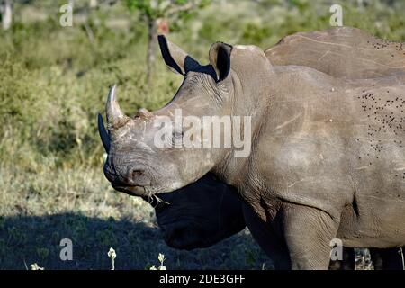 Zwei weiße Nashörner (Ceratotherium simum simum) im Sabi Sand Game Reserve, Südafrika. Fliegen können auf dem Hauptkörper des Nashorns befallen. Stockfoto