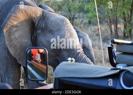 Afrikanische Elefanten mit einem Safarifahrzeug in Sabi Sand, Südafrika. Eine Spiegelung im Autospiegel einer Frau, die ein Foto mit einem Telefon in einem roten Gehäuse gemacht hat Stockfoto