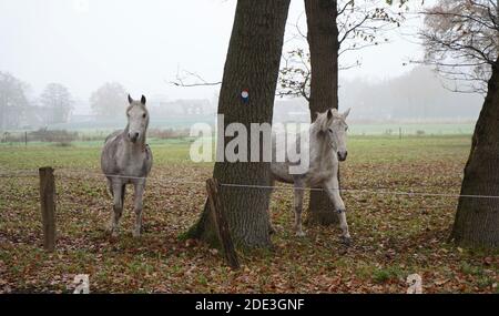 Zwei neugierige weißgraue Pferde an einem nebligen Tag. Sie haben sich gerade dem Zaun genähert. Stockfoto