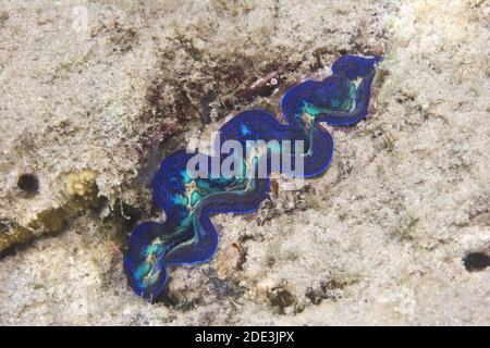 Riesige blaue Muschel: Tridacna sind die größten lebenden Muscheln. In der Gattung Tridacna gibt es tatsächlich mehrere Arten von 'Riesenmuscheln' Stockfoto