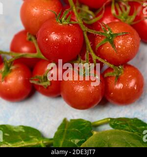 Eine Nahaufnahme von frischen Kirschtomaten mit Wasser bedeckt Tropfen Stockfoto