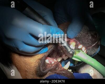 Tierarzt behandelt und entfernt die Zähne eines Hundes unter Narkose in einer Tierklinik. Hygiene der Mundhöhle bei Hund Nahaufnahme Stockfoto