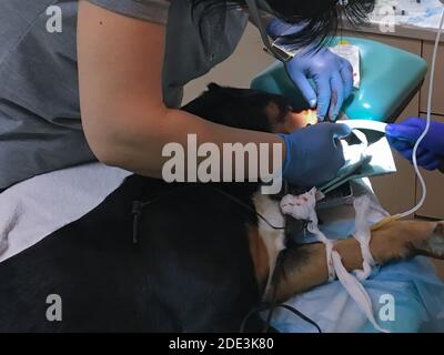 Tierarzt behandelt und entfernt die Zähne eines Hundes unter Narkose in einer Tierklinik. Hygiene der Mundhöhle bei Hund Nahaufnahme Stockfoto