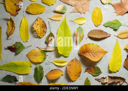 Herbstblätter auf einem Steintisch. Stockfoto