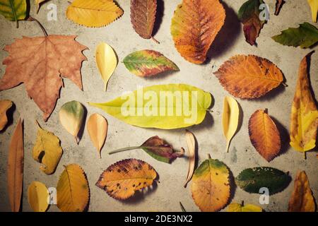 Herbstblätter auf einem Steintisch. Stockfoto