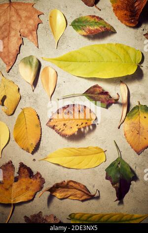 Herbstblätter auf einem Steintisch. Stockfoto