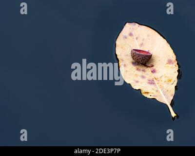 Die Kappe einer Eichel schwebt auf einem gefallenen Erlenblatt über dem See. Ein leichter Wind treibt das Kinderboot an Stockfoto