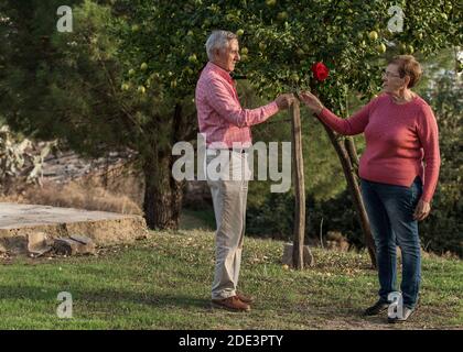Ganzkörper-Seitenansicht des liebevollen älteren Mannes, der rot gibt rosen zur Frau, während sie im Sommer unter dem Obstbaum steht Garten Stockfoto