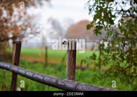 Nahaufnahme eines Weidezauns aus Holzlatten und Blaues Kabel Stockfoto