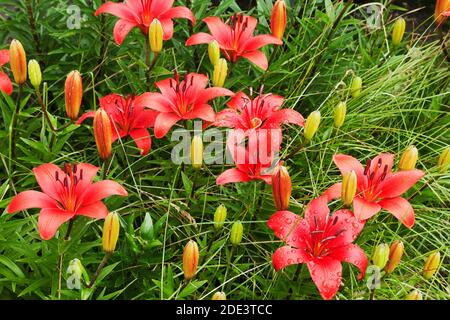 Orange Daylilies, Ottawa, Ontario, Kanada Stockfoto