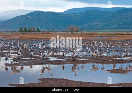 Gewöhnliche Kranichvögel in der Agamon Hula Vogelschutzhütte, Israel Stockfoto