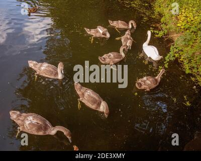 Mutterschwan mit acht Cygnets am St. Helen's Canal im Sankey Valley, Warrington, Cheshire, England Stockfoto