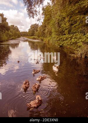 Mutterschwan mit acht Cygnets und zwei Enten auf dem St. Helen's Canal im Sankey Valley, Warrington, Cheshire, England Stockfoto