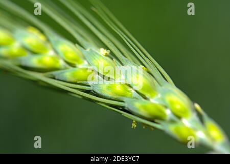 Grünes Weizenohr aus nächster Nähe Stockfoto