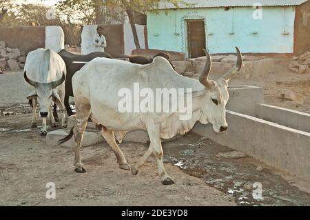 Weiße Kühe gehen in einem Dorf, Rajasthan, Indien