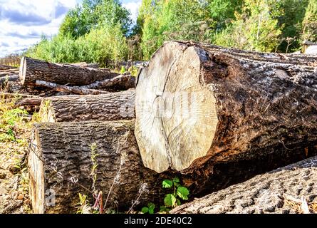 Gebrochene alte Baumstämme stapelten sich in der Nähe einer Waldstraße an sonnigen Sommertagen. Umweltproblem der Entwaldung Stockfoto