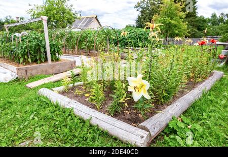 Blumen und Gemüse wächst im Gemüsegarten im Sommer Stockfoto