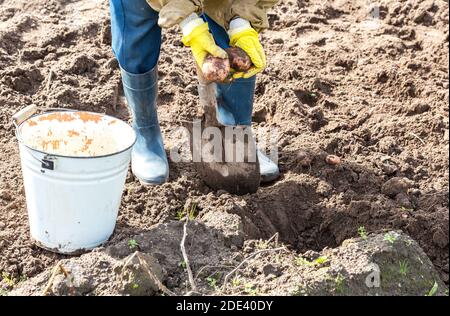 Fragment der Beine graben Boden mit Schaufel Nahaufnahme. Frau graben den Boden zu geernteten Kartoffeln Stockfoto