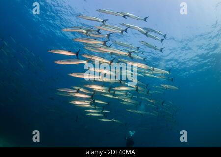 Schule von Chevron Barracuda (Sphyraena putnamae) in blauem Wasser über einem tropischen Korallenriff. Stockfoto