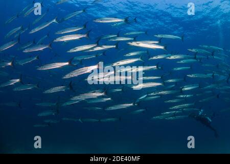 Schule von Chevron Barracuda (Sphyraena putnamae) in blauem Wasser über einem tropischen Korallenriff. Stockfoto