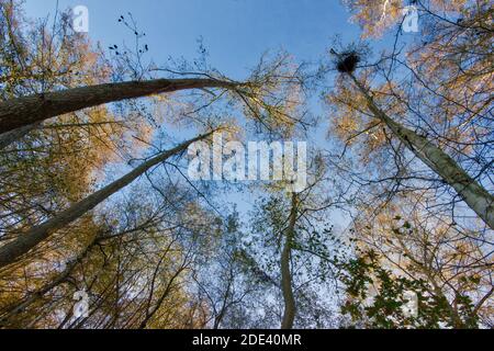 Blick von unten nach oben die Baumkronen in blauen Himmel im Wald im Herbst / Herbstnachmittag in England, Vereinigtes Königreich Stockfoto