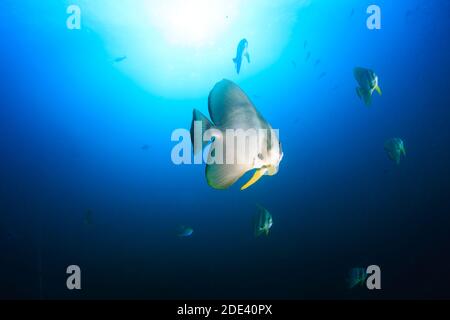 Schule der Batfish (Spadefish) in klarem blauem Wasser über einem Korallenriff. Stockfoto