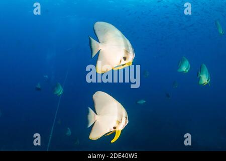 Schule der Batfish (Spadefish) in klarem blauem Wasser über einem Korallenriff. Stockfoto