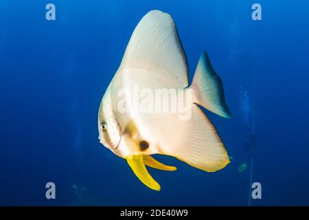 Schule der Batfish (Spadefish) in klarem blauem Wasser über einem Korallenriff. Stockfoto