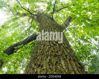 Blick auf den Stamm einer alten Eiche mit Sonnenstrahlen, die durch die Zweige des Sankey Valley Park in Warrington, Cheshire, England, scheinen Stockfoto