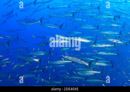 Schule von Chevron Barracuda (Sphyraena putnamae) in blauem Wasser über einem tropischen Korallenriff. Stockfoto