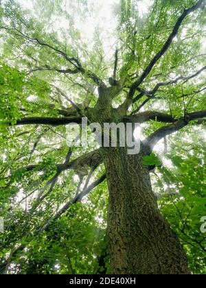 Blick auf den Stamm einer alten Eiche mit Sonnenstrahlen, die durch die Zweige des Sankey Valley Park in Warrington, Cheshire, England, scheinen Stockfoto