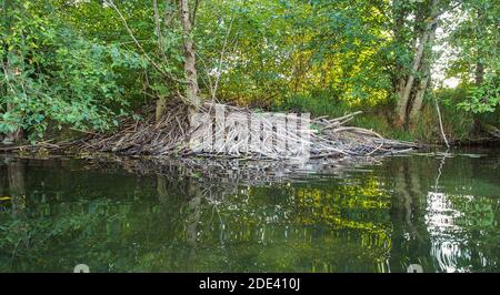 Nordamerikanischer Biber (Castor canadensis) Lodge. Stockfoto