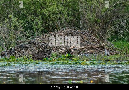 Großer Blaureiher, der in der Nähe einer riesigen nordamerikanischen Biberhütte (Castor canadensis) steht. Stockfoto