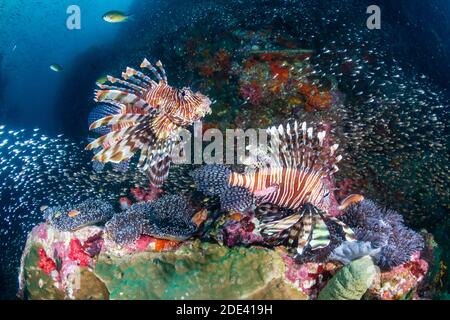 Raubfische, umgeben von tropischen Fischen auf einem Korallenriff In Thailand (Richelieu Rock) Stockfoto