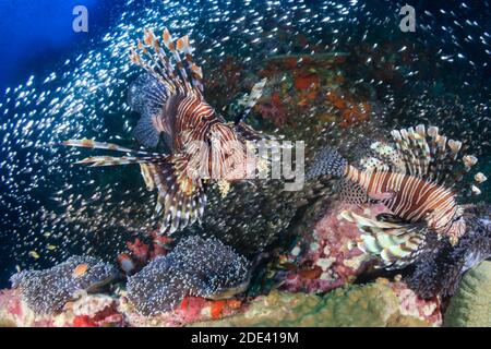 Raubfische, umgeben von tropischen Fischen auf einem Korallenriff In Thailand (Richelieu Rock) Stockfoto