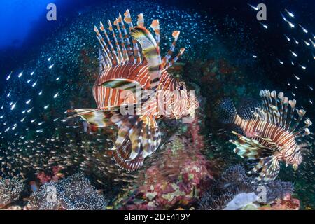 Raubfische, umgeben von tropischen Fischen auf einem Korallenriff In Thailand (Richelieu Rock) Stockfoto