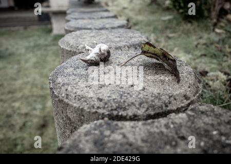 Eine tote Maus liegt auf einer Gartenmauer Stockfoto