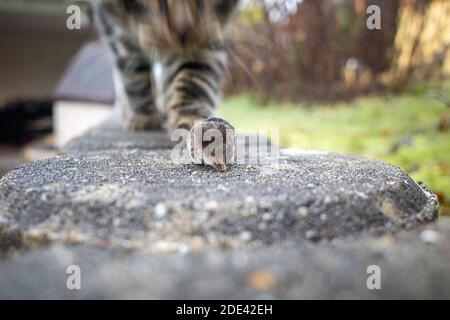 Eine tote Maus liegt auf einer Gartenmauer Stockfoto