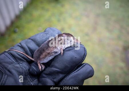 Eine tote Spitzmaus liegt auf einem Handschuh Stockfoto