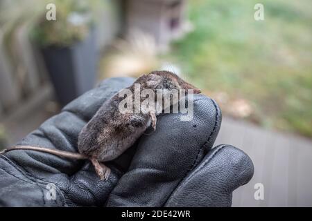 Eine tote Spitzmaus liegt auf einem Handschuh Stockfoto