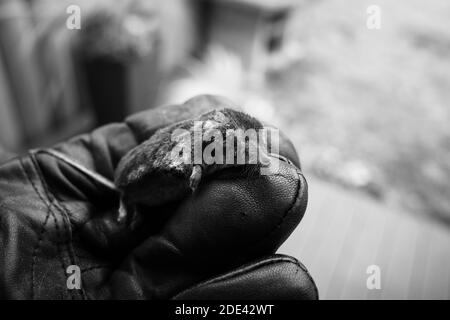 Eine tote Spitzmaus liegt auf einem Handschuh Stockfoto