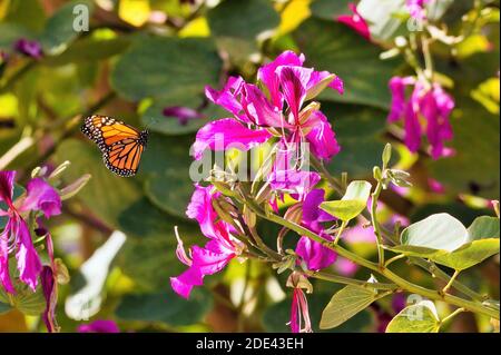 Nahaufnahme eines Monarchschmetterlings, der auf einer leuchtend violetten Blume landet. Stockfoto