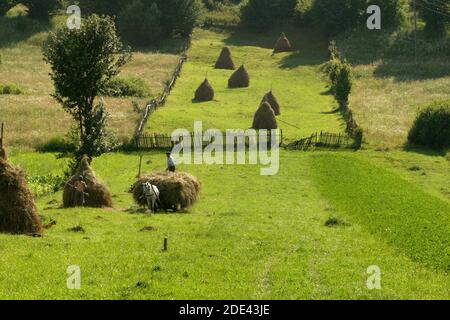 Bauern in Rumänien verladen das trockene Heu in einen Wagen Stockfoto