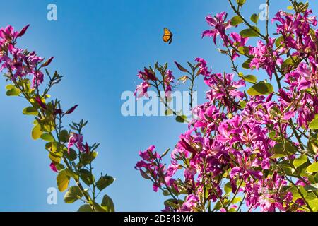 Monarch Schmetterling fliegen über ein Bündel von Purlpe Blumen auf einem Baum mit einem hellen blauen Himmel dahinter. Stockfoto