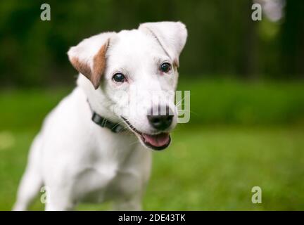 Ein süßer Jack Russell Terrier Hund mit einem fröhlichen Ausdruck Stockfoto