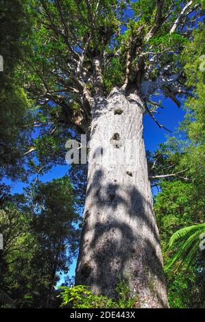 Tane Mahuta Giant Kauri-Baum, Waipoua Forest, Region Northland, Nordinsel, Neuseeland Stockfoto