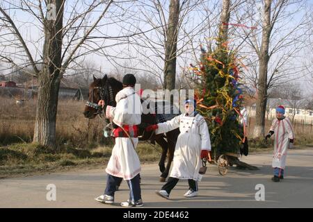 Muntenia, Rumänien. Junge Jungen gehen Tür zu Tür Caroling, mit einem Pferd gezeichneten Weihnachtsbaum geschmückt. Stockfoto