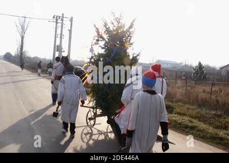 Muntenia, Rumänien. Junge Jungen gehen Tür zu Tür Caroling, mit einem Pferd gezeichneten Weihnachtsbaum geschmückt. Stockfoto