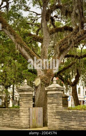 Riesiger Eichenbaum mit spanischem Moos und Flechten im Innenhof, der von coquina Backsteinmauern umgeben ist, im Government House, St. Augustine, FL Stockfoto