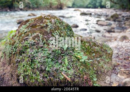 Großer Stein in einem Bergfluss Stockfoto